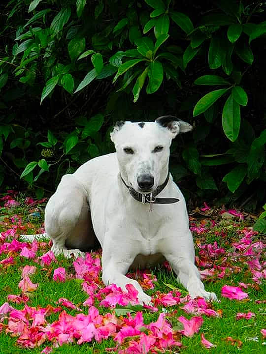 Skye is registered to the contest to win money with this photo: annual_plant, canidae, carnivore, collar, companion_dog, dog, dog_breed, fawn, flower, flowering_plant, garden, grass, groundcover, leaf, petal, plant, shrub, sporting_group, tail, working_animal