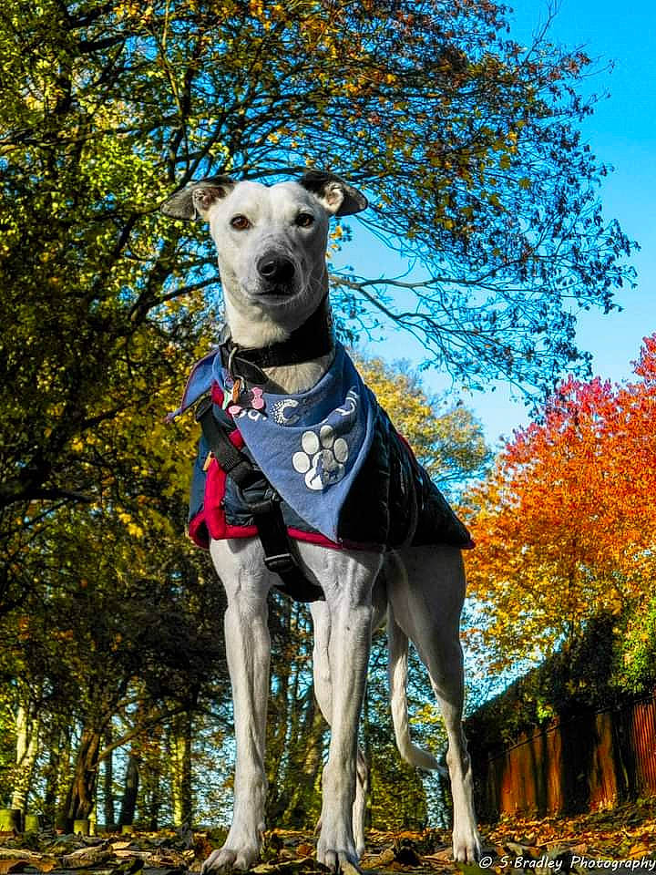 Skye is registered to the contest to win money with this photo: carnivore, collar, companion_dog, dog, dog_breed, dog_collar, dog_supply, fawn, grass, magyar_agar, pet_supply, plant, rampur_greyhound, sighthound, sky, snout, sporting_group, tree, twig, working_animal