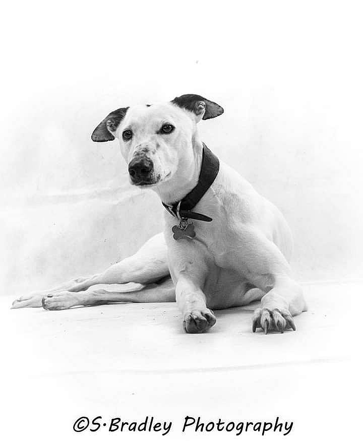 Skye joined the competition — help win amazing prizes! ancient_dog_breeds, ball, canidae, carnivore, collar, companion_dog, dog, dog_breed, dog_collar, fawn, happy, monochrome_photography, non_sporting_group, paw, photo_caption, snout, sporting_group, sports_toy, tail, working_animal