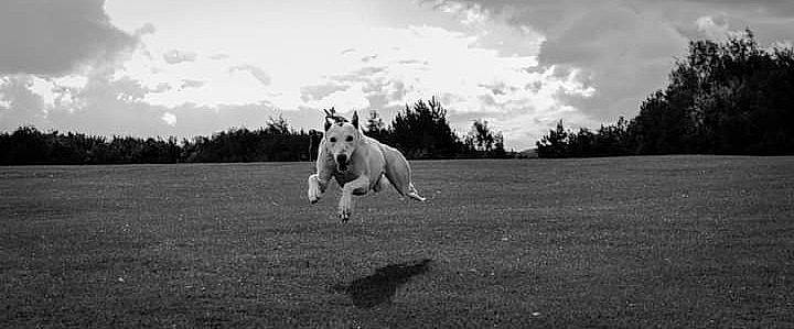 Skye is registered to the contest to win money with this photo: carnivore, cloud, companion_dog, dog, dog_breed, field, grass, grassland, horizon, landscape, mammal, monochrome, monochrome_photography, pasture, plant, sky, snout, sporting_group, tail, tree