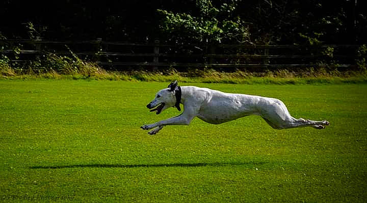 Skye joined the competition — help win amazing prizes! animal_sports, canidae, carnivore, companion_dog, dog, dog_breed, dog_sports, fawn, grass, grassland, meadow, plant, sighthound, snout, sporting_group, sports, tail, terrestrial_animal, tree, working_animal