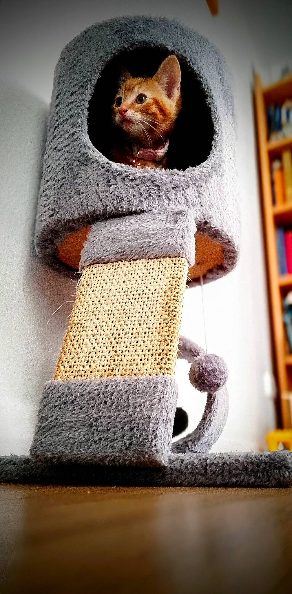 Marmalade joined the competition — help win amazing prizes! art, beard, bookcase, fur, headgear, outerwear, pattern, picture_frame, shelf, shelving, sleeve, stuffed_toy, tail, terrestrial_animal, toy, whiskers, wood, wool, woolen, woven_fabric