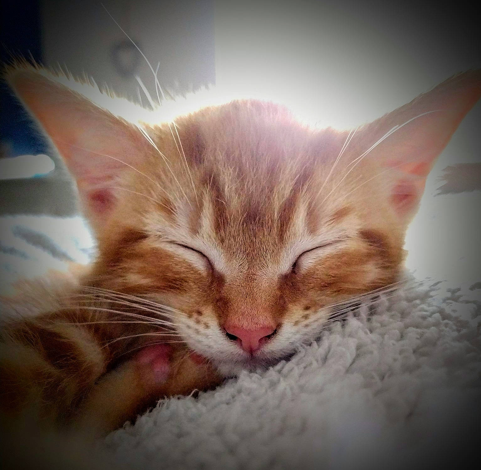 Marmalade is registered to the contest to win money with this photo: bed, carnivore, cat, cloud, comfort, domestic_short_haired_cat, ear, eye, fawn, felidae, gesture, hair, head, human_body, leg, paw, sky, small_to_medium_sized_cats, snout, whiskers