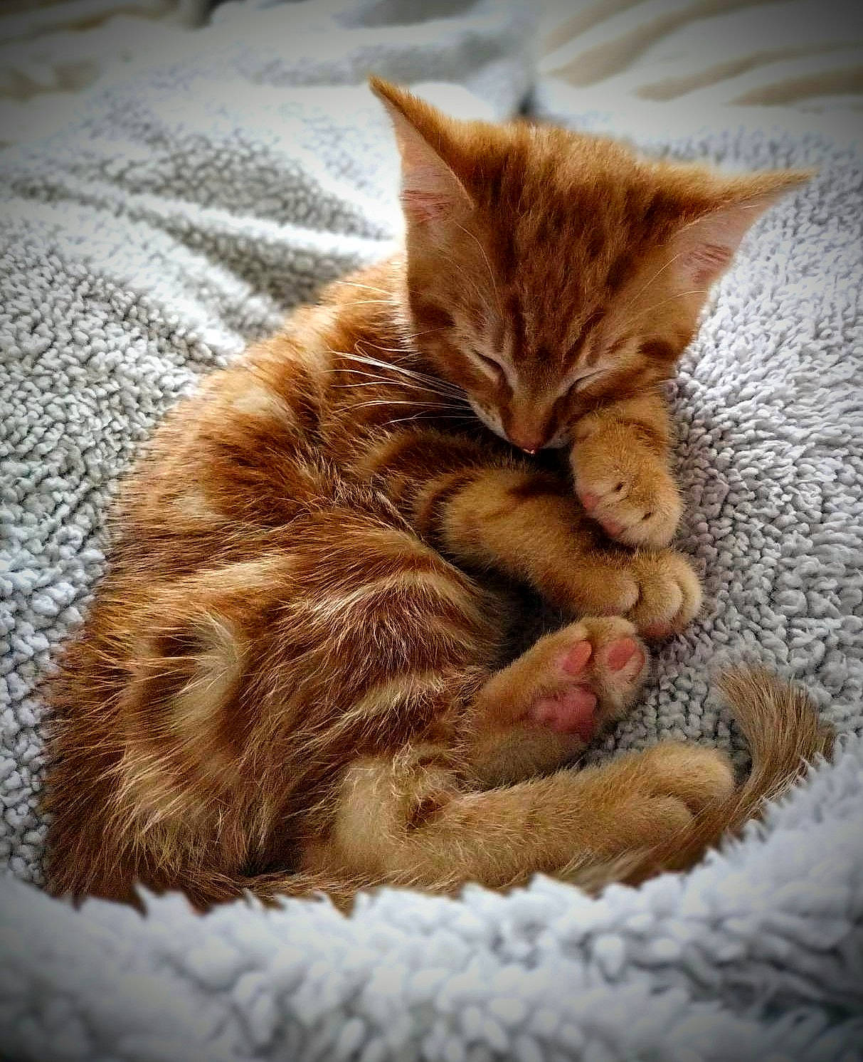 Marmalade joined the competition — help win amazing prizes! carnivore, cat, claw, close_up, comfort, domestic_short_haired_cat, fawn, felidae, foot, fur, human_leg, linens, nap, paw, sleep, small_to_medium_sized_cats, tail, whiskers, wood