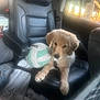 puppy, dog, golden_retriever, car_interior, leather_seat, volleyball, blanket, window, bridge, sunlight, pet, animal, seatbelt, collar, soft_light, relaxing, cute, young_dog, vehicle, travel