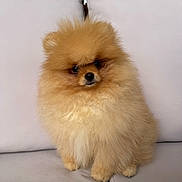 Théo a rejoint le concours — aidez-le/la à gagner de superbes lots ! adorable, animal, canine, companion, couch, cute, cute_pet, dog, domestic_animal, face, fluffy, fur, furry, indoor, light_background, pet, pomeranian, portrait, sitting, small_dog