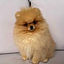 adorable, animal, canine, companion, couch, cute, cute_pet, dog, domestic_animal, face, fluffy, fur, furry, indoor, light_background, pet, pomeranian, portrait, sitting, small_dog