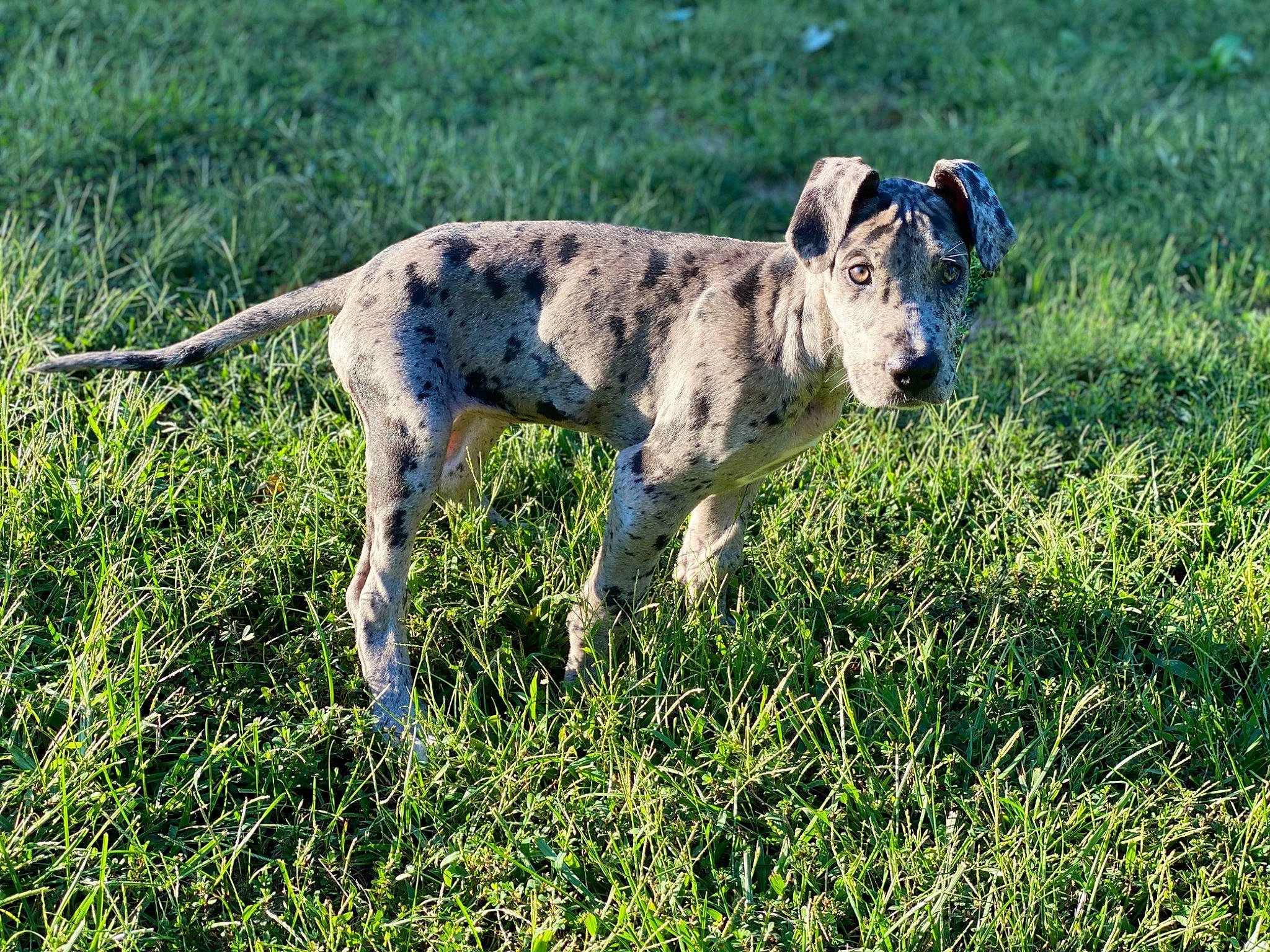 Scarlet joined the competition — help win amazing prizes! canidae, carnivore, companion_dog, dog, dog_breed, fawn, field, grass, grassland, gun_dog, meadow, pasture, plant, prairie, snout, sporting_group, tail, terrestrial_animal, working_animal, working_dog