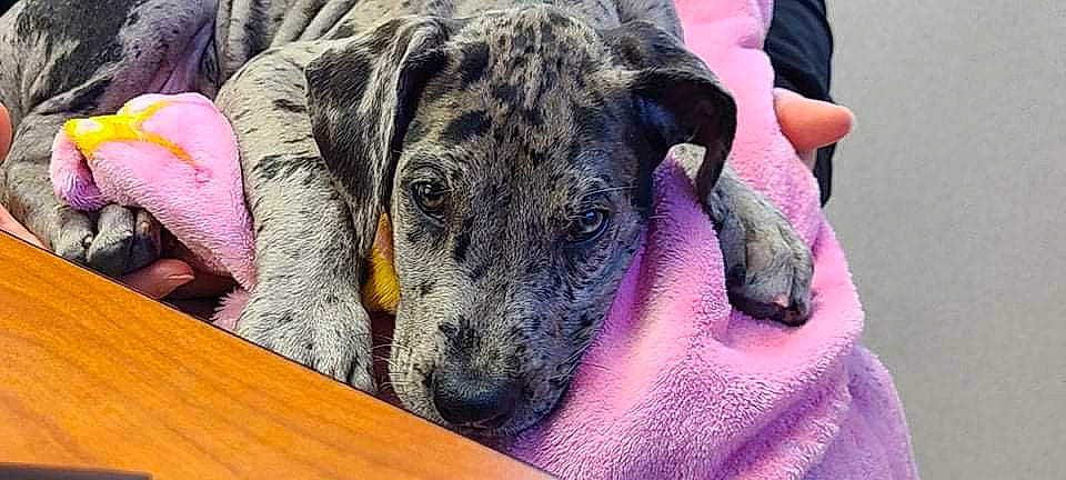 Scarlet is registered to the contest to win money with this photo: canidae, carnivore, companion_dog, dog, dog_breed, fawn, fur, grass, guard_dog, non_sporting_group, snout, sporting_group, terrestrial_animal, whiskers, working_animal, working_dog, wrinkle