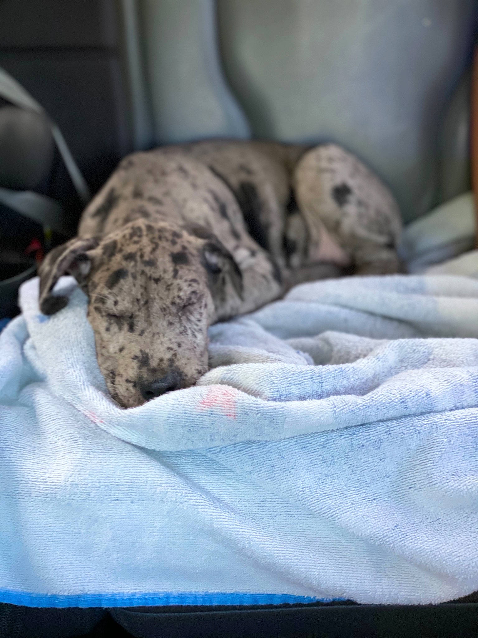 Scarlet is registered to the contest to win money with this photo: bedding, canidae, carnivore, comfort, companion_dog, dog, dog_breed, domestic_short_haired_cat, fawn, felidae, fur, grey, linens, small_to_medium_sized_cats, snout, sporting_group, tail, terrestrial_animal, whiskers, wildlife