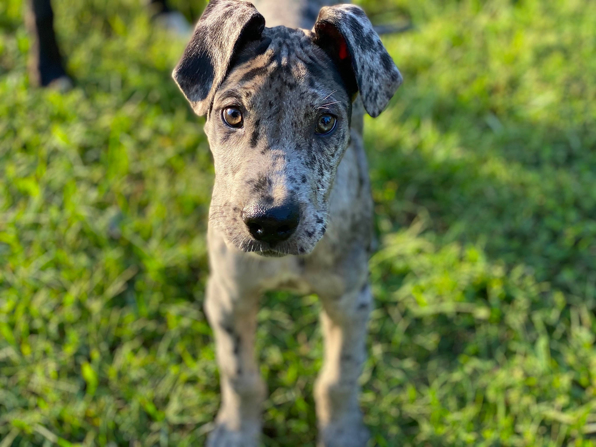 Scarlet joined the competition — help win amazing prizes! australian_cattle_dog, carnivore, companion_dog, dog, dog_breed, dog_collar, fawn, grass, grassland, guard_dog, plant, pointing_breed, recreation, snout, sporting_group, street_dog, terrestrial_animal, whiskers, working_animal, working_dog