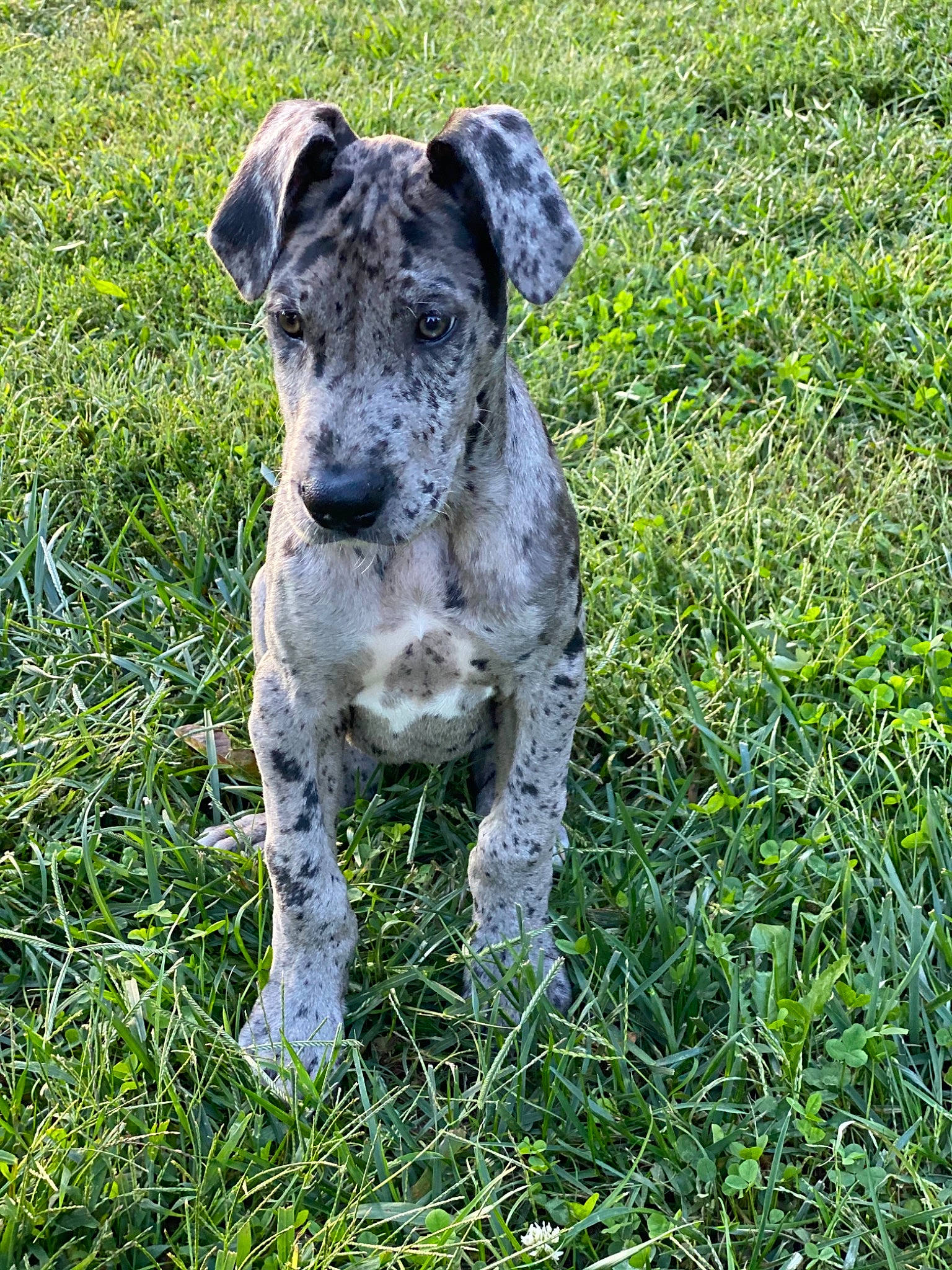 Scarlet is registered to the contest to win money with this photo: art, canidae, carnivore, companion_dog, dog, dog_breed, fawn, grass, grassland, groundcover, non_sporting_group, pasture, plant, sculpture, snout, sporting_group, statue, tail, terrestrial_animal, working_animal