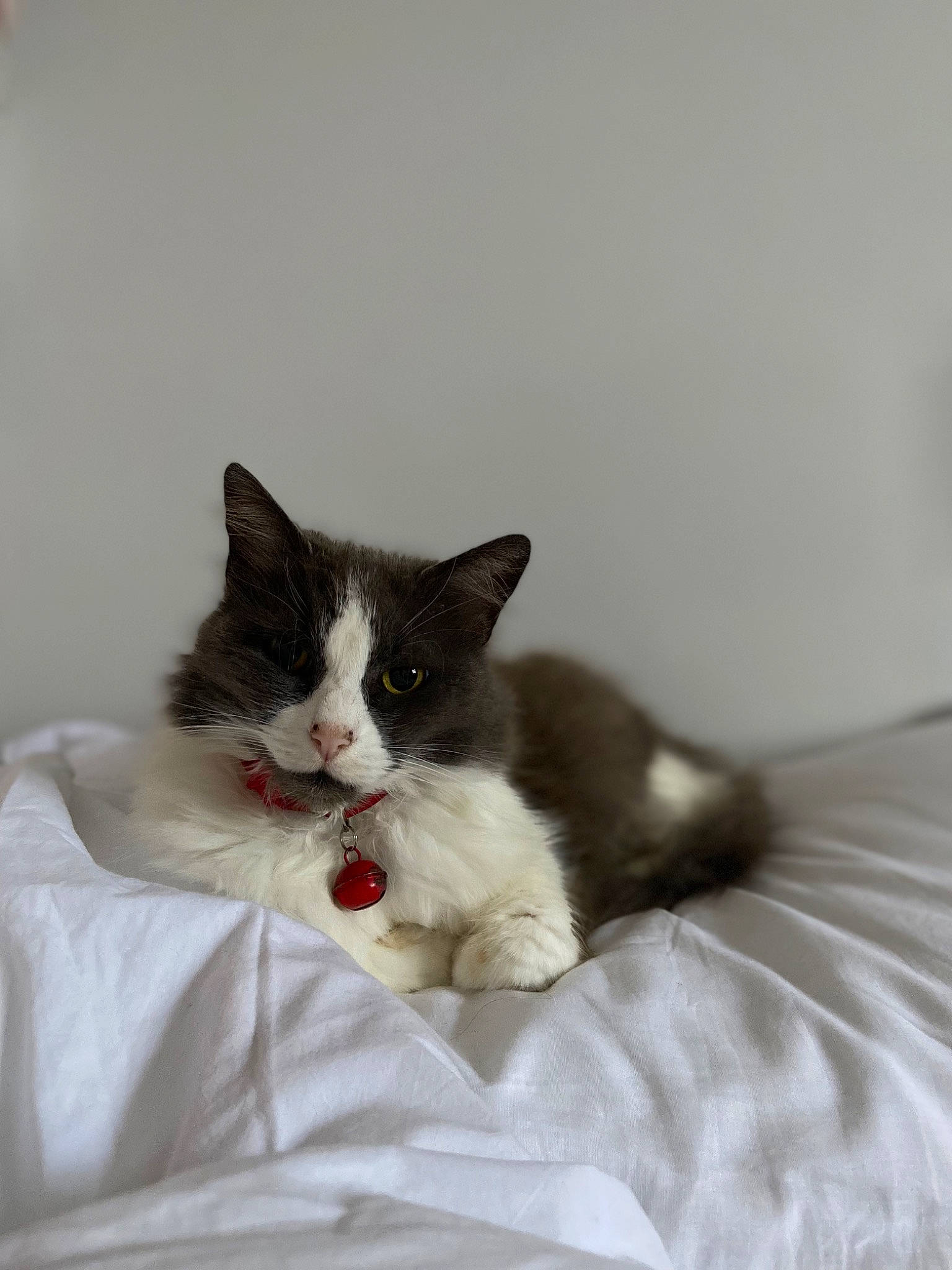 Mojo joined the competition — help win amazing prizes! carnivore, cat, comfort, domestic_short_haired_cat, felidae, fur, grey, linens, paw, small_to_medium_sized_cats, snout, tail, whiskers