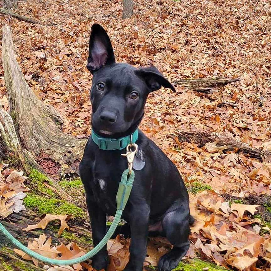 Atlas joined the competition — help win amazing prizes! accessories, animal, canine, dog, face, grove, head, jungle, land, leaf, nature, outdoors, pet, plant, puppy, strap, tree, vegetation, wilderness, woodland