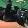 animal, arm, black_cat, cat, closeup, comfort, cozy, curious, cute, feline, fur, green_shirt, human, indoor, lying_down, pet, relaxed, text_on_shirt, whiskers, yellow_eyes
