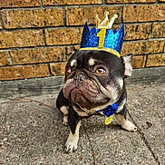 Atticus joined the competition — help win amazing prizes! accessory, animal, black_and_white, blue, bow_tie, brick_wall, close_up, concrete, crown, cute, decorative, dog, face, first_place, outdoor, paw, pet, portrait, sitting, small_dog