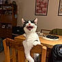 Ozzie is registered to the contest to win money with this photo: cat, black_and_white, chair, wooden_chair, table, indoor, pet, animal, feline, teeth, open_mouth, playful, home, decor, framed_art, furniture, cozy, happy, domestic, cute