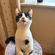 Ozzie joined the competition — help win amazing prizes! cat, black_and_white, indoor, curious, sitting, cat_tower, plush, window, plant, curtains, wooden_floor, pet, feline, looking_up, whiskers, ears, tail, paws, fur, home