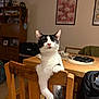 cat, black_and_white, wooden_chair, dining_table, indoor, furniture, pet, animal, curious, paw, relaxed, home, decor, painting, wall_art, chair_back, table, domestic, cozy, eyes