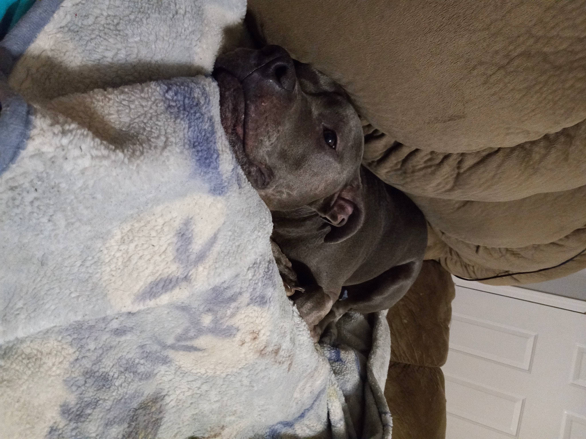 Hulk is registered to the contest to win money with this photo: art, freezing, fur, grey, landscape, rock, sculpture, snout, vertebrate, wildlife, winter, wood, working_animal