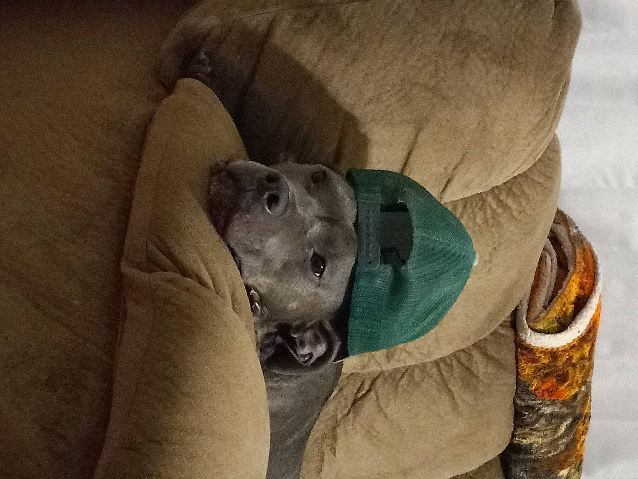 Hulk is registered to the contest to win money with this photo: canidae, carnivore, comfort, companion_dog, dog, dog_breed, fawn, fur, grey, linens, non_sporting_group, personal_protective_equipment, snout, sporting_group, toy_dog, working_animal