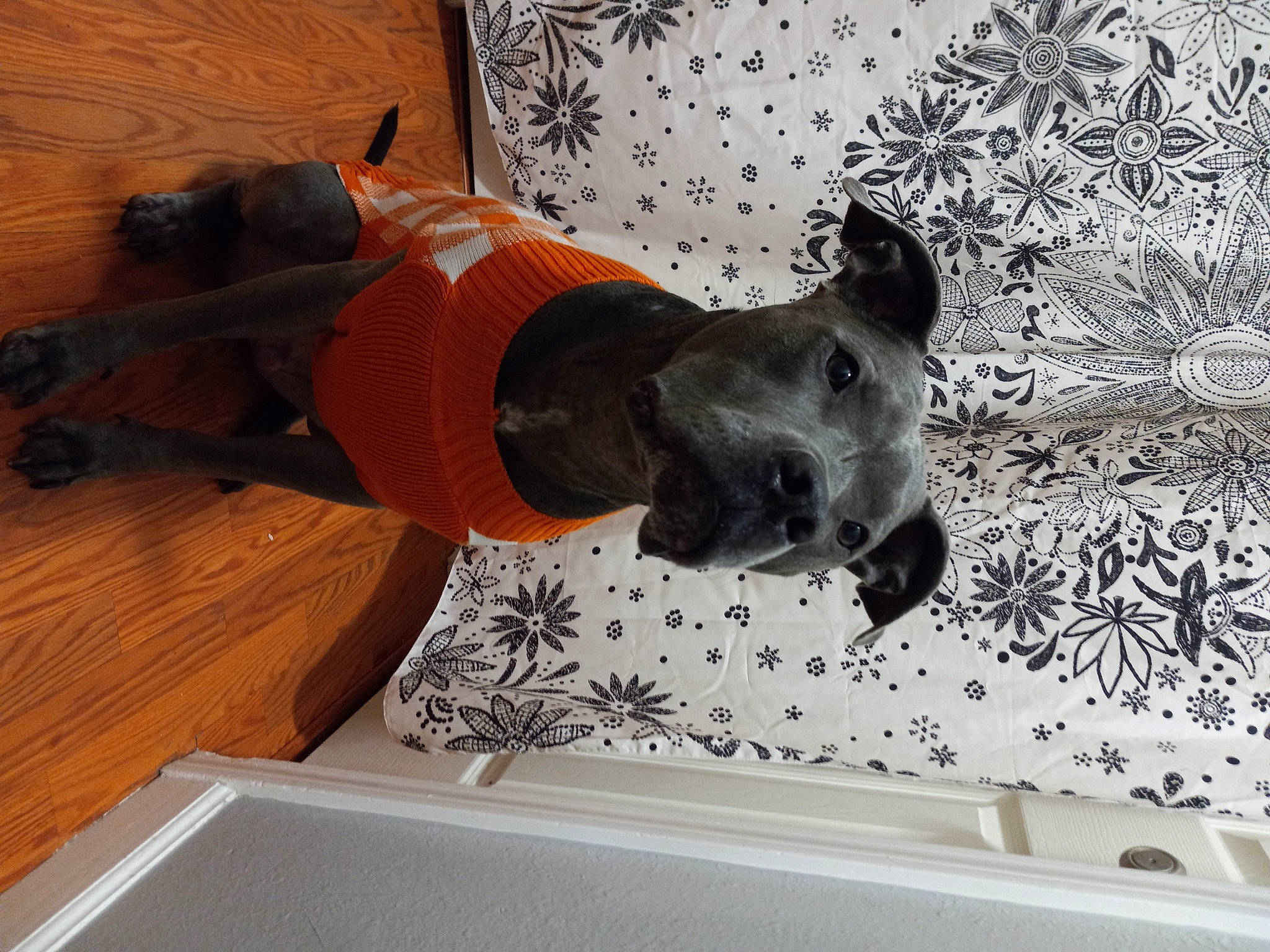 Hulk joined the competition — help win amazing prizes! art, canidae, carmine, carnivore, comfort, companion_dog, dog, dog_breed, dog_supply, fawn, flooring, grey, pattern, pet_supply, sculpture, snout, sporting_group, tail, wood, working_animal