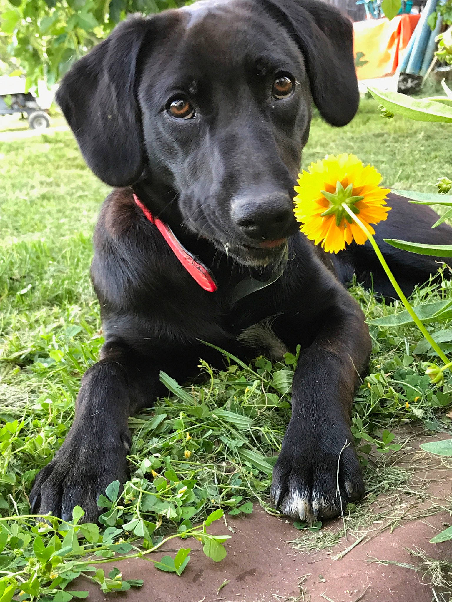 Maori participe au concours pour gagner de l'argent avec cette photo : beagador, blue_lacy, borador, canidae, carnivore, dog, dog_breed, flat_coated_retriever, gladiolus, hunting_dog, labrador_retriever, mammal, patterdale_terrier, plant, puppy, rare_breed_dog, retriever, snout, sporting_group, vertebrate