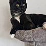 animal, black_cat, cat, cat_tree, collar, curious, cute, domestic_cat, feline, fur, green_eyes, indoor, paw, pet, playful, relaxed, resting, side_view, whiskers, white_paws