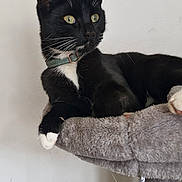 Tux joined the competition — help win amazing prizes! animal, black_cat, cat, cat_tree, collar, curious, cute, domestic_cat, feline, fur, green_eyes, indoor, paw, pet, playful, relaxed, resting, side_view, whiskers, white_paws