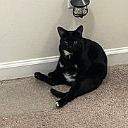 Ember is registered to the contest to win money with this photo: animal, black_cat, carpet, cat, collar, curious, cute, domestic_animal, feline, floor, home_interior, indoor, night_light, pet, power_outlet, relaxed, resting, sitting, wall, white_patches