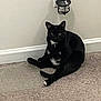 animal, black_cat, carpet, cat, collar, curious, cute, domestic_animal, feline, floor, home_interior, indoor, night_light, pet, power_outlet, relaxed, resting, sitting, wall, white_patches