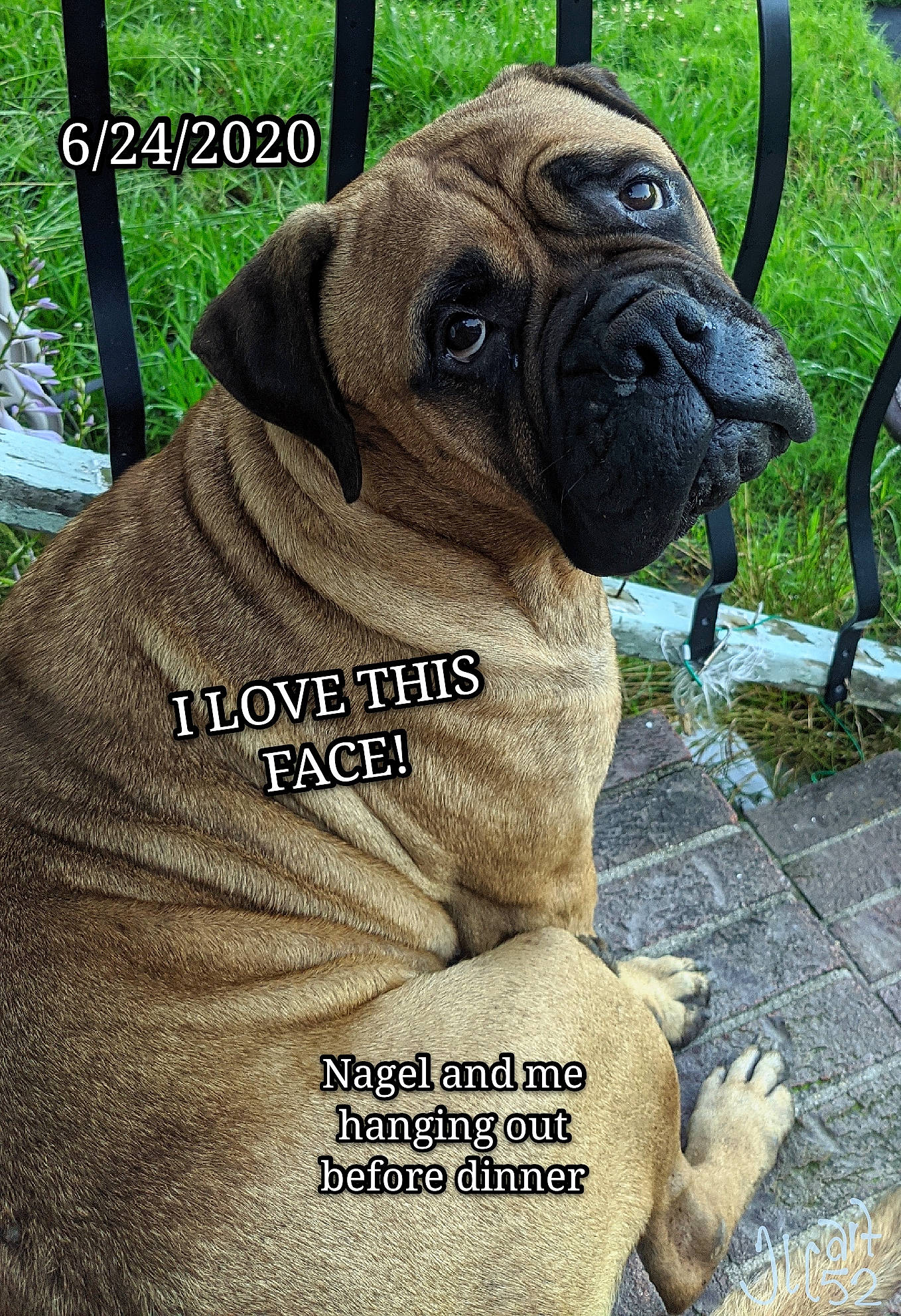 Nagel joined the competition — help win amazing prizes! american_mastiff, ancient_dog_breeds, bullmastiff, canidae, carnivore, companion_dog, dog, dog_breed, english_mastiff, fawn, fila_brasileiro, giant_dog_breed, korean_mastiff, mammal, molosser, ori_pei, rare_breed_dog, snout, vertebrate, wrinkle