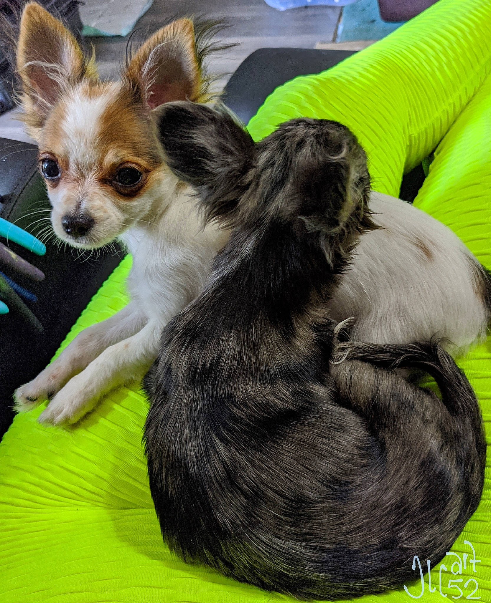 Tic-tac joined the competition — help win amazing prizes! canidae, carnivore, chihuahua, companion_dog, dog, dog_breed, fawn, mammal, papillon, puppy, russkiy_toy, snout, sporting_group, toy_dog, vertebrate, whiskers