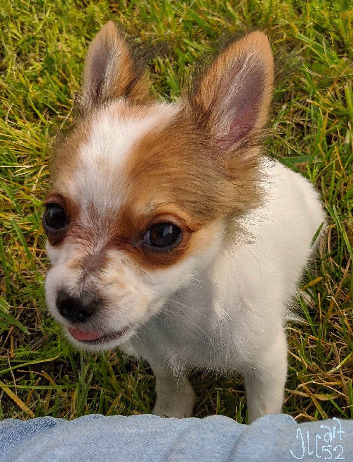 Tic-tac joined the competition — help win amazing prizes! canidae, carnivore, chihuahua, companion_dog, corgi_chihuahua, dog, dog_breed, ear, fawn, grass, mammal, papillon, puppy, rare_breed_dog, snout, sporting_group, toy_dog, vertebrate, whiskers