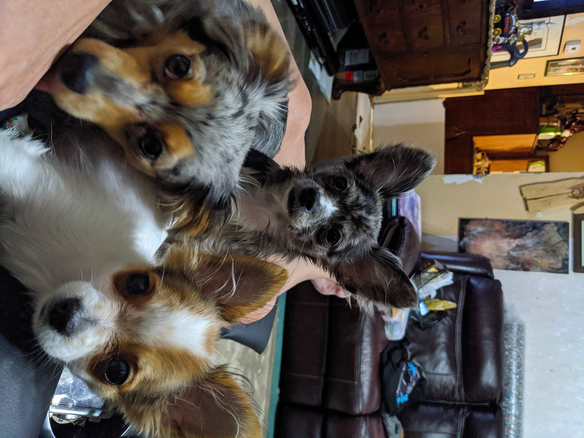 Tic-tac is registered to the contest to win money with this photo: australian_shepherd, canidae, carnivore, cocker_spaniel, companion_dog, dog, dog_breed, fawn, fur, mammal, miniature_australian_shepherd, puppy, puppy_love, spaniel, sporting_group