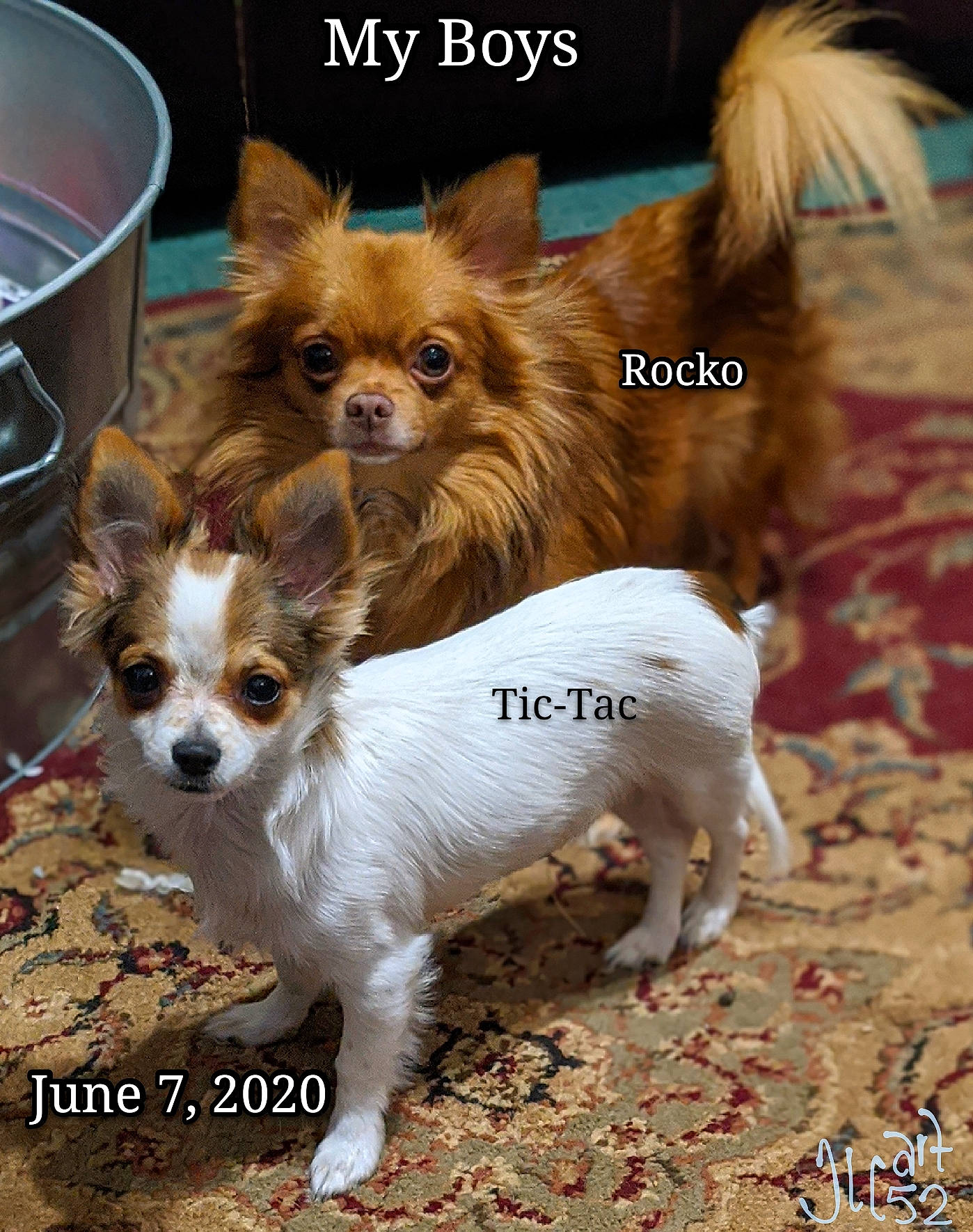 Tic-tac is registered to the contest to win money with this photo: ancient_dog_breeds, canidae, carnivore, chihuahua, companion_dog, dog, dog_breed, fawn, mammal, papillon, photo_caption, puppy, russkiy_toy, sporting_group, toy_dog, vertebrate