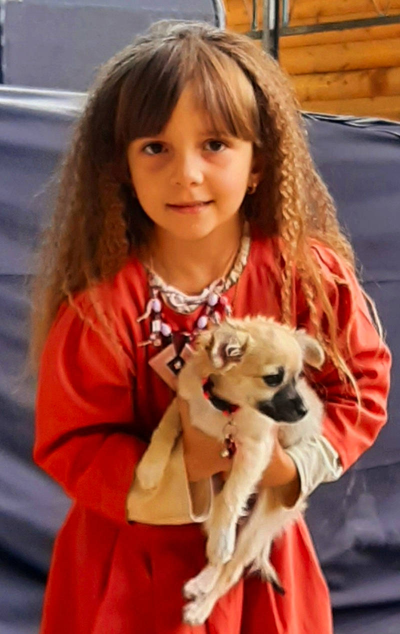 Gabriella participe au concours pour gagner de l'argent avec cette photo : bangs, canidae, carnivore, chihuahua, child, companion_dog, dog, dog_breed, dog_supply, event, fawn, fur, happy, pattern, person, plaid, smile, snout, tartan, toy