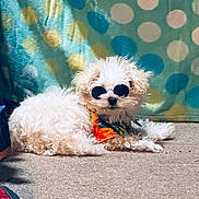 Teddy joined the competition — help win amazing prizes! accessory, animal, bandana, carpet, casual, colorful, cool, cute, dog, fluffy, fur, indoor, laying_down, pet, polka_dot, portrait, relaxed, small_dog, sunglasses, white