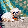 accessory, animal, bandana, carpet, casual, colorful, cool, cute, dog, fluffy, fur, indoor, laying_down, pet, polka_dot, portrait, relaxed, small_dog, sunglasses, white