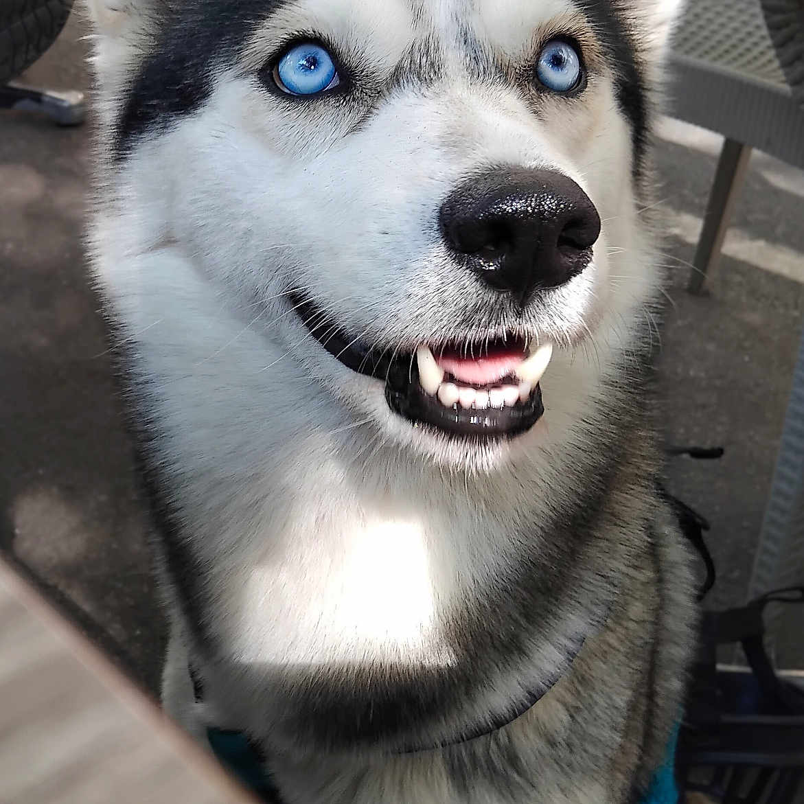 Bella