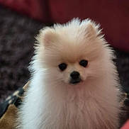 Baika a rejoint le concours — aidez-le/la à gagner de superbes lots ! adorable, animal, blanket, closeup, cozy, cute, dog, ears, face, fluffy, fur, indoor, nose, pet, pomeranian, portrait, puppy, small, soft, white