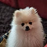 adorable, animal, blanket, closeup, cozy, cute, dog, ears, face, fluffy, fur, indoor, nose, pet, pomeranian, portrait, puppy, small, soft, white