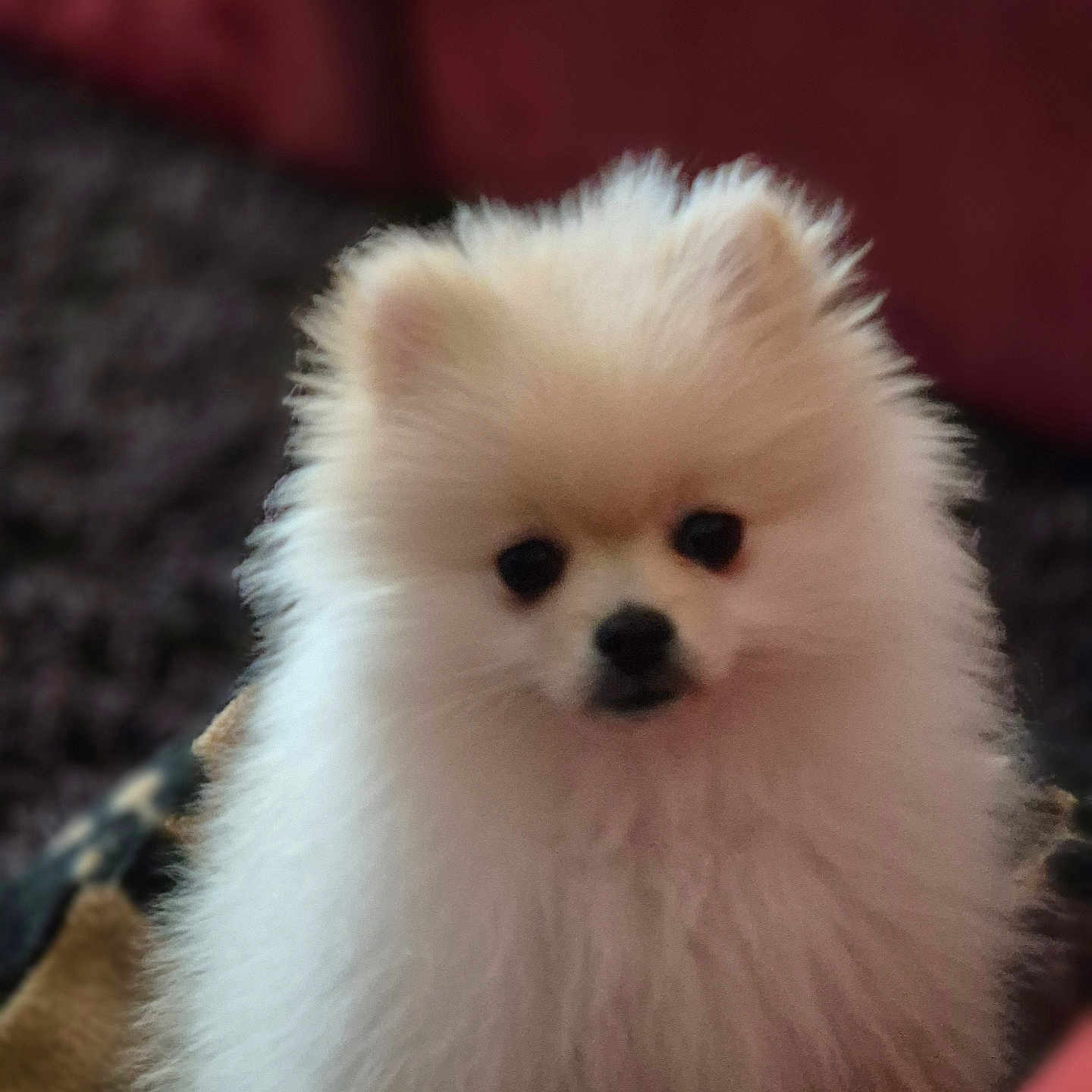 Baika a rejoint le concours — aidez-le/la à gagner de superbes lots ! adorable, animal, blanket, closeup, cozy, cute, dog, ears, face, fluffy, fur, indoor, nose, pet, pomeranian, portrait, puppy, small, soft, white