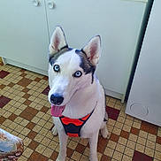 Naya a rejoint le concours — aidez-le/la à gagner de superbes lots ! husky, dog, pet, blue_eyes, orange_harness, tongue_out, sitting, kitchen, tiled_floor, cabinet, white_fur, black_fur, portrait, looking_up, erect_ears, paws, happy, indoor, appliance, home