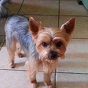 Foxie a rejoint le concours — aidez-le/la à gagner de superbes lots !