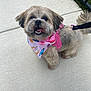 Paris is registered to the contest to win money with this photo: animal, bandana, cute, daylight, dog, fence, fluffy, friendly, grass, happy, leash, outdoor, pet, pink_harness, playful, sidewalk, small_dog, tail, tongue_out, walking