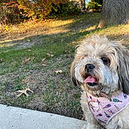 Paris joined the competition — help win amazing prizes! autumn, canine, concrete, cute, daytime, dog, fluffy, grass, harness, leaves, nature, outdoor, pet, pink, side_view, sitting, small_dog, sunlight, tongue_out, tree