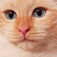 Bambou a rejoint le concours — aidez-le/la à gagner de superbes lots ! cat, close_up, blue_eyes, pink_nose, whiskers, cream_fur, pet, fur, animal, cute, domestic_cat, face, portrait, mammal, indoor, feline, soft, whisker_detail, eye_detail, adorable