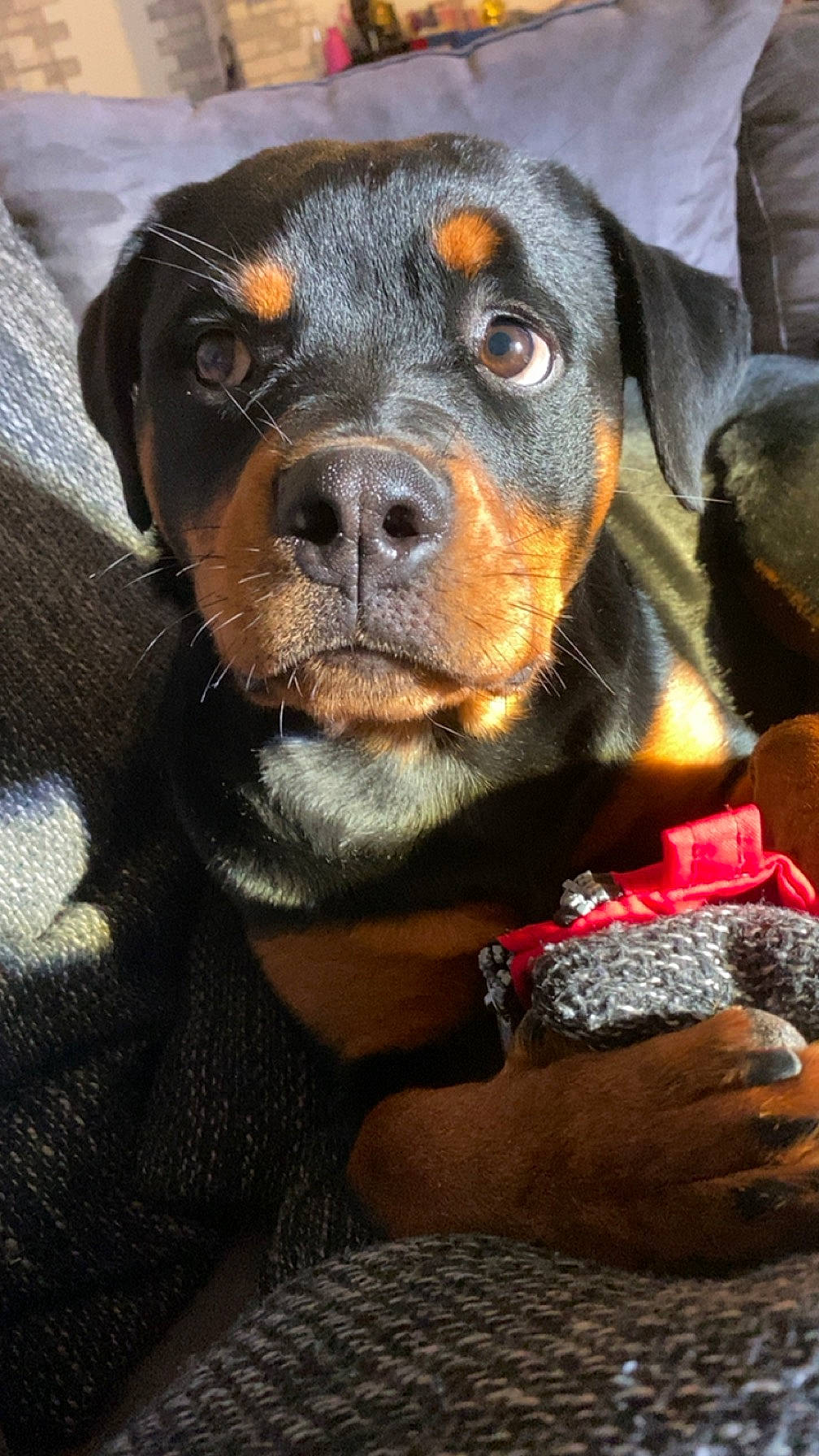 Tina a rejoint le concours — aidez-le/la à gagner de superbes lots ! canidae, carnivore, collar, companion_dog, dog, dog_breed, dog_collar, fur, hound, hunting_dog, liver, rottweiler, snout, sporting_group, terrestrial_animal, whiskers, working_animal, working_dog