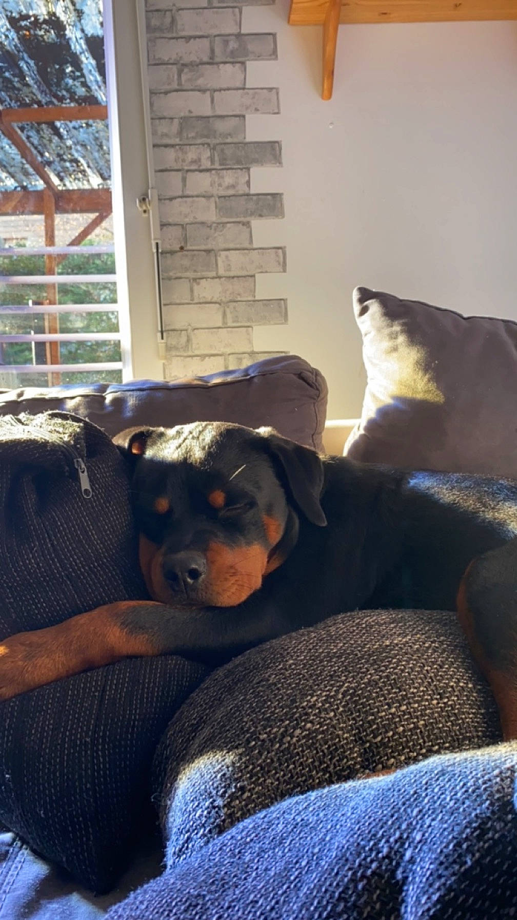 Tina a rejoint le concours — aidez-le/la à gagner de superbes lots ! canidae, carnivore, comfort, companion_dog, couch, dog, dog_breed, fawn, flooring, fur, linens, living_room, room, sporting_group, studio_couch, tail, tints_and_shades, whiskers, window, wood